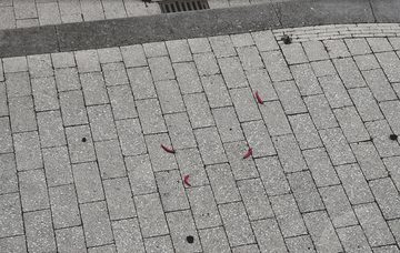 pepers op de stoep